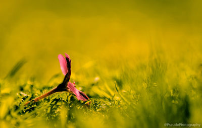 Close-up of fresh yellow flower on field