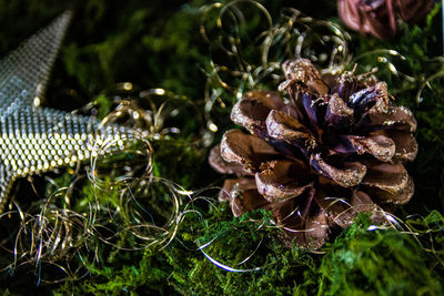 Close-up of wet pine cone on land