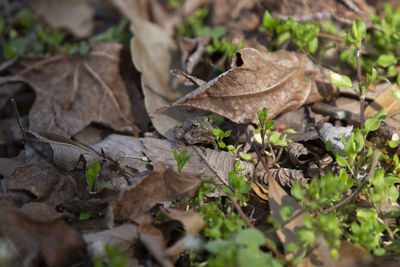 leaf