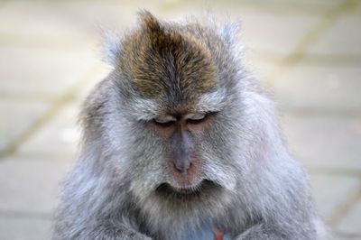 Close-up of monkey