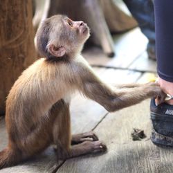 Low section of monkey sitting on hand