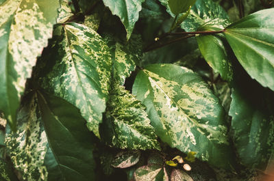 Clean green botanical leaves in the garden.