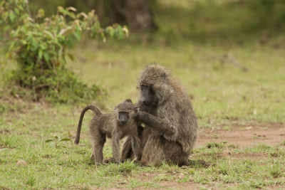 Monkeys sitting on land