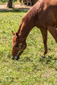 Horse grazing in a field