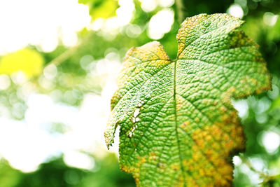 Close-up of green leaves