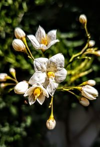 Close-up of white flowers blooming outdoors