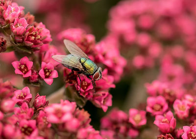 Close-up of insect on flowers