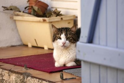 Portrait of cat sitting on floor at home