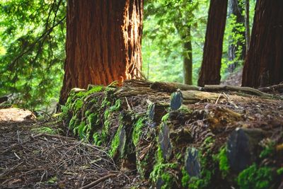 Trees in forest