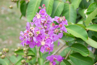 Close-up of pink flowering plant