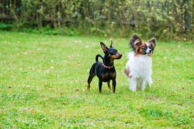 Two dogs on field