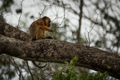 Low angle view of black howler monkey sitting on branch