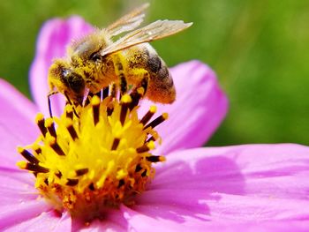 Close-up of bee pollinating on pink flower