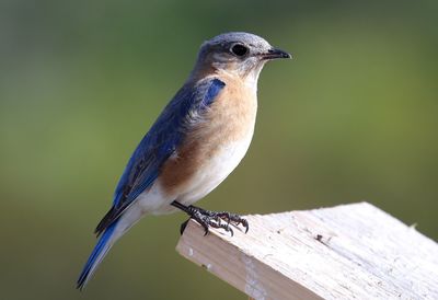 Close-up of bluebird perching on wood