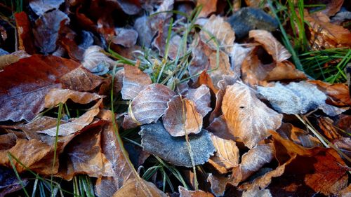 Full frame shot of leaves