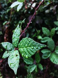 Close-up of water drops on plant