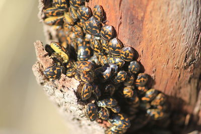 Beetle infestation on tree trunk
