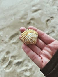 Close-up of person holding seashell on beach