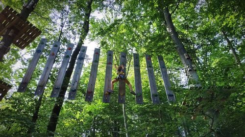 Low angle view of bamboo trees in forest