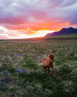 View of a horse on field