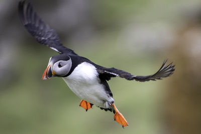 Close-up of bird flying