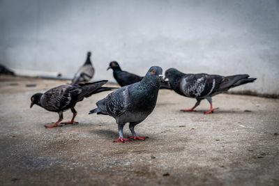 Pigeons on a footpath