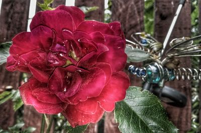 Close-up of red flowers blooming outdoors