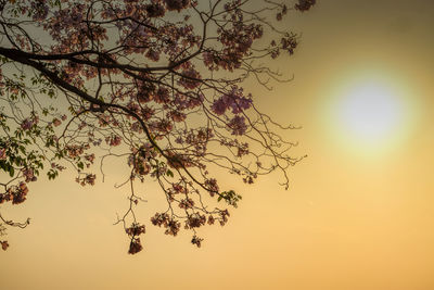 Low angle view of silhouette tree against sky during sunset