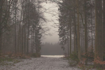 Road amidst trees in forest