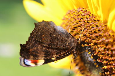 Close-up of butterfly on yellow flower