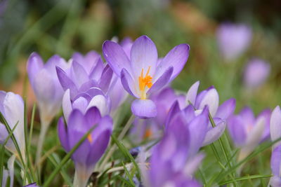 Close-up of purple flowers blooming