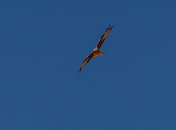 Low angle view of bird flying against blue sky