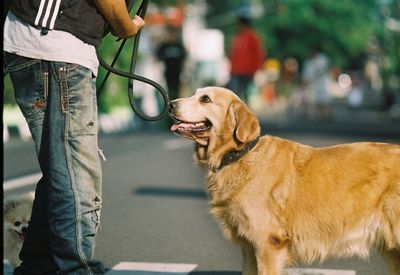 Dog standing in mouth