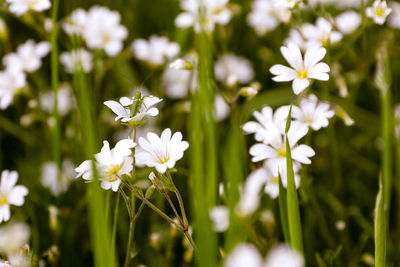 Close-up of white flowering plants on field