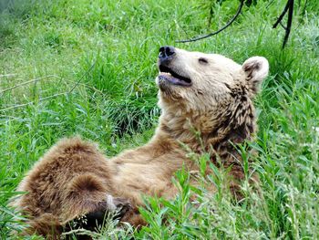 Dog lying on grass