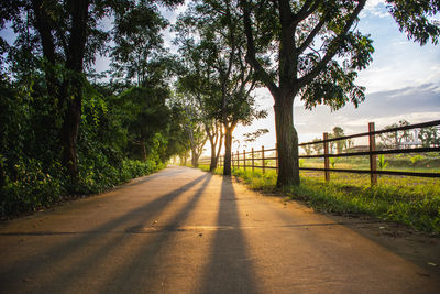 Empty road along trees and plants