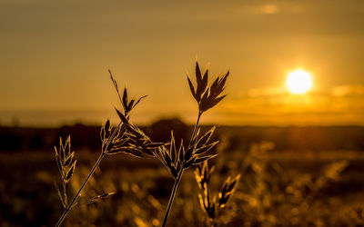 Close-up of oats at sunset