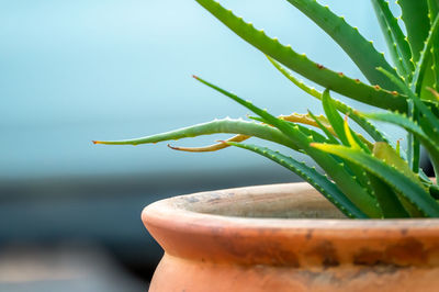 Close-up of potted plant