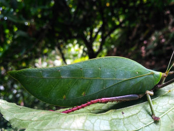 Close-up of fresh green leaves