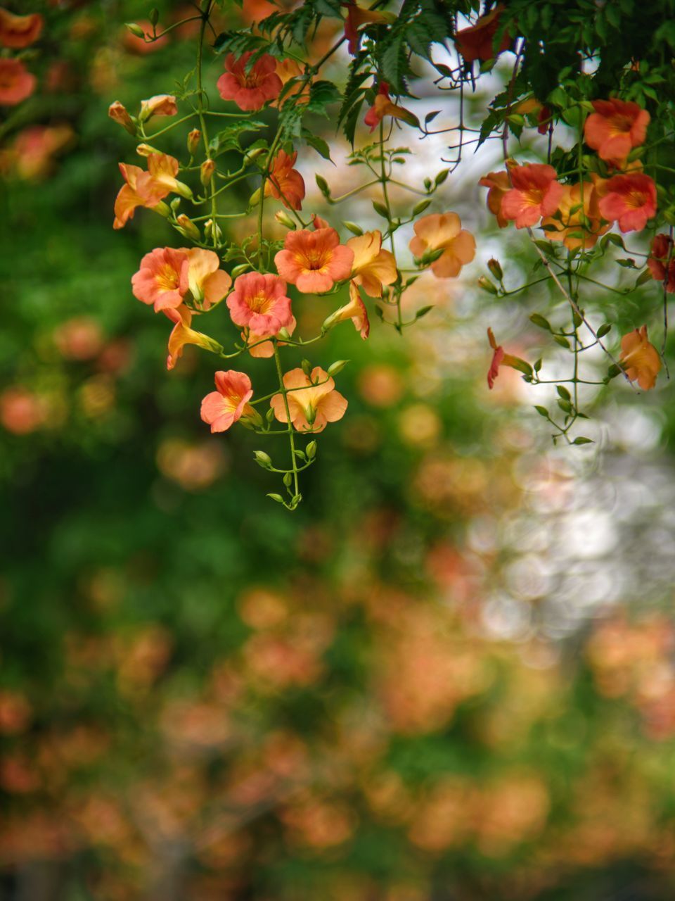 CLOSE-UP OF RED FLOWERING PLANTS