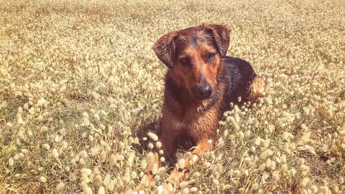 Portrait of dog on field