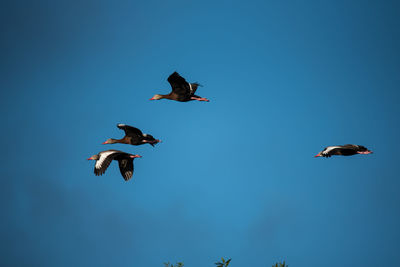 Low angle view of birds flying in sky