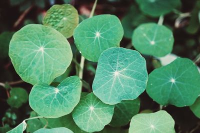 High angle view of green leaves