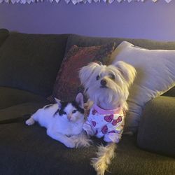 Portrait of dog relaxing on sofa at home