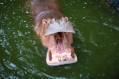 High angle view of horse in the water