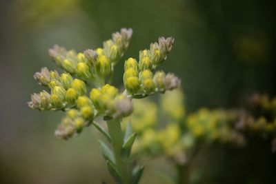 Close-up of yellow flowers blooming outdoors