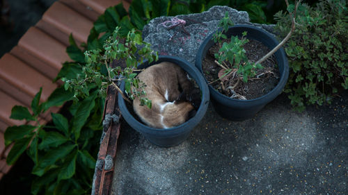 High angle view of potted plants