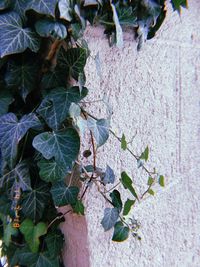 High angle view of ivy growing on wall