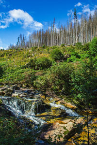 Scenic view of stream in forest against sky