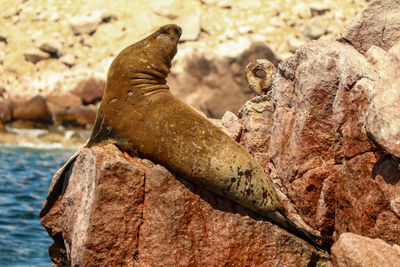 Sea lions, ballestas island, national reserve park paracas in peru